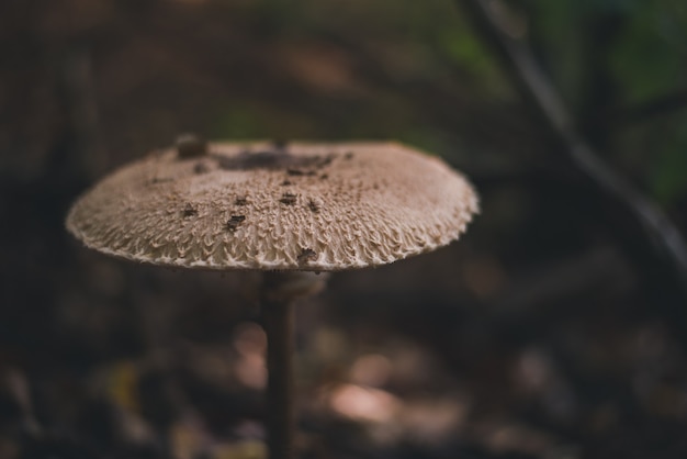 写真 森の中の野生のキノコ