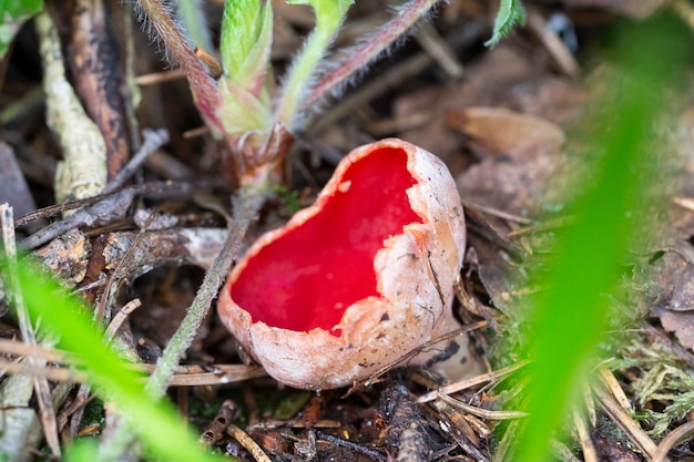 야생 버섯 - 스칼렛 꽃받침 Sarcoscypha Coccinea는 이끼 사이의 숲에서 자랍니다. 붉은 색의 식용 버섯