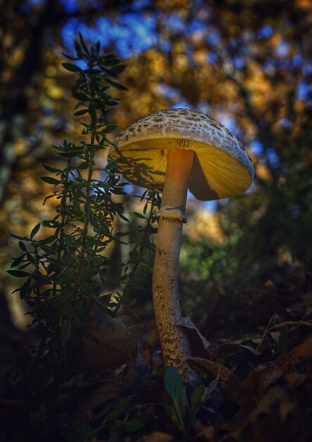 Photo wild mushroom with a brown cap growing in a forest