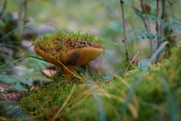 Wild mushroom with brown cap in wet forest, close-up