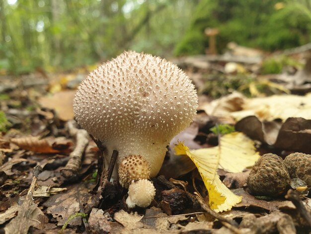 Photo wild mushroom