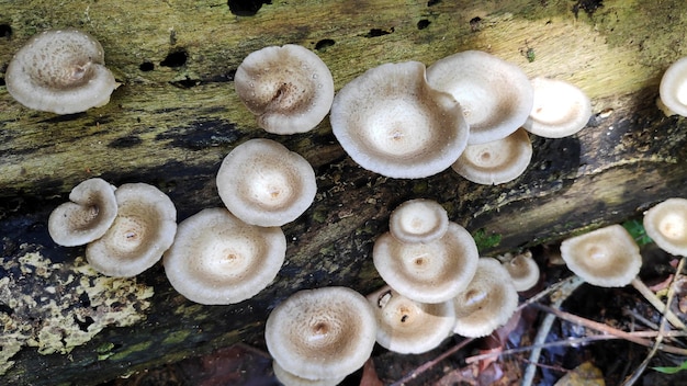 Wild mushrooms in forest