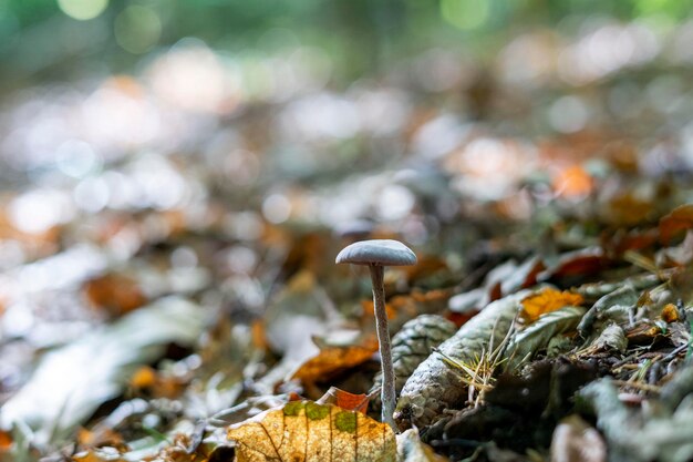 Photo wild mushrooms growing in slovenian forest in autumn