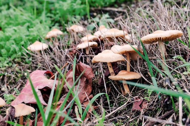 Photo wild mushrooms