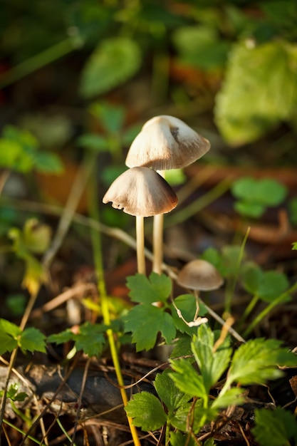 Wild mushrooms