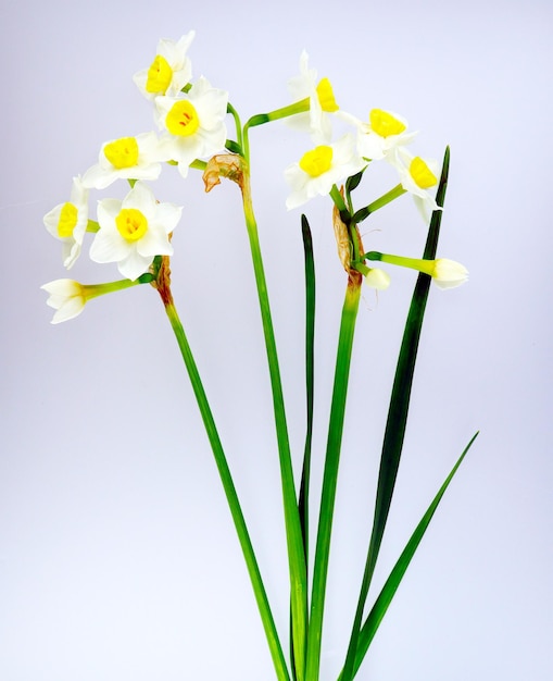 Wild narcissus daffodil isolated on white background closeup macro, lovely beautiful spring flowers