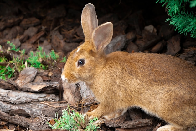 Wild native young rabbit oryctolagus cuniculus rabbit is facing\
right brown rabbit in the wild