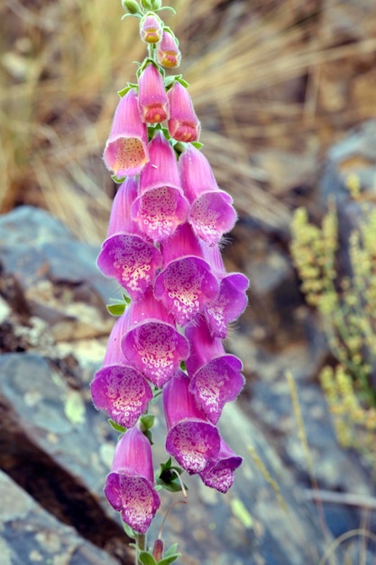 Wild and natural flowers - Digitalis Purpurea.