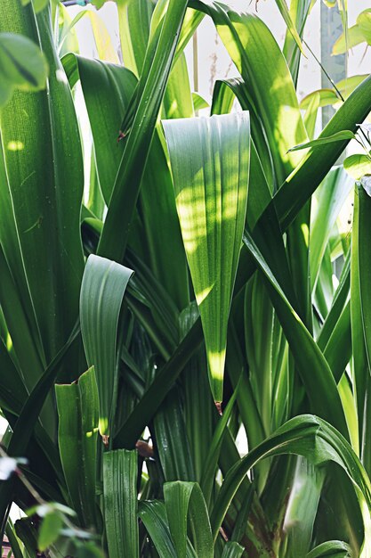 Wild nature view of green leaf with rain drop and palm background Dark minimal concept tropical foliage evergreen plant Greenhouse botany