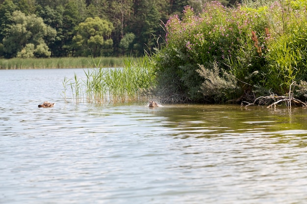 Wild nature with flying and waterfowl, wild ducks in spring or summer in nature, beautiful wild ducks in nature