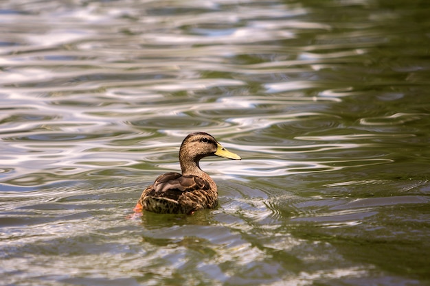 Wild nice brown bird female duck floating in bright lit by sun clear sparkling pond or lake water.