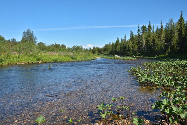 The wild northern river