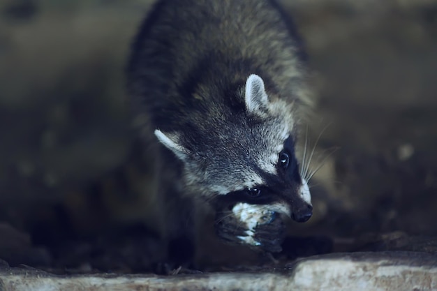 野生のノソハ、アメリカのアライグマ、野生の動物