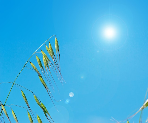 Photo wild oat under a bright sun