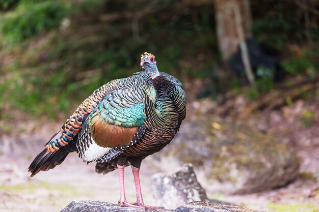 グアテマラのティカル国立公園にある野生のヒョウモンシメンチョウ。南アメリカ。