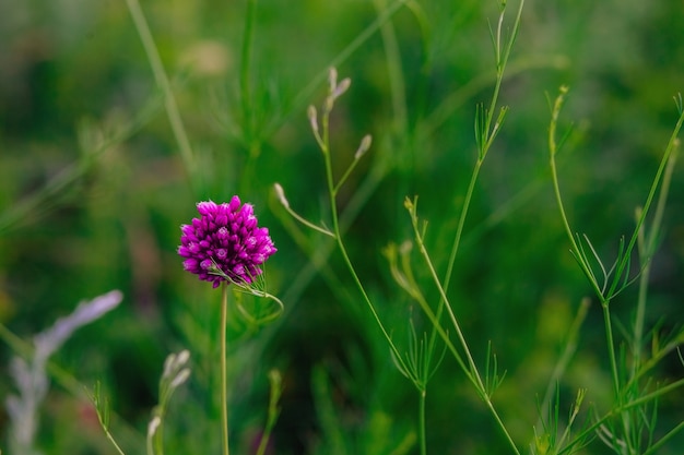 庭の野生のタマネギ紫の花