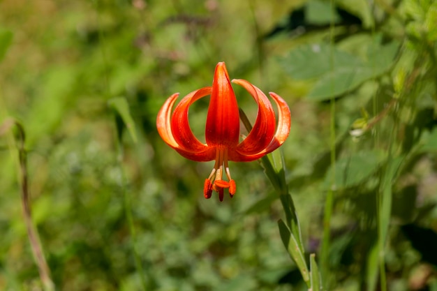 Wild orange forest rare lily Lilium martagon closeup