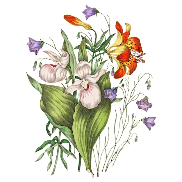 ワイルド・レッド・リリー・ハレベルとショーイ・レディズ・スリッパー 花束 透明 png