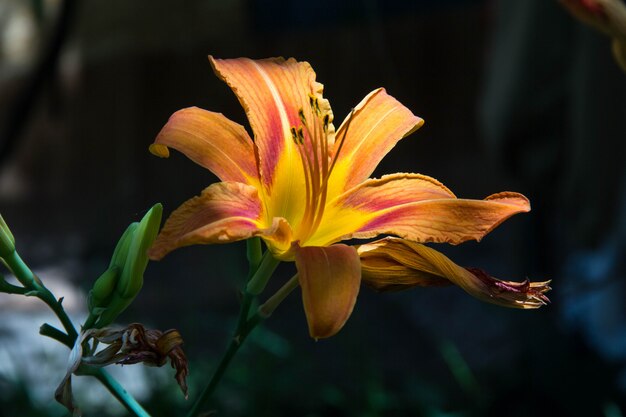 Wild orange tiger lily