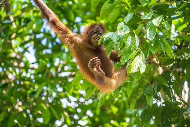 Orangutan selvaggio nella foresta pluviale del borneo malesia scimmia di orangutan in natura