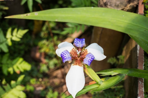 Wild orchid flower plant in nature