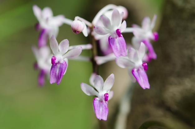 森の中の熱帯の野生の蘭の花タイ