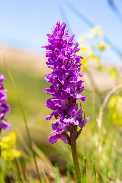 Дикая орхидея научное название Dactylorhiza nieschalkiorum Dactylurhiza