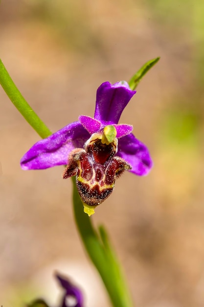 Wild orchid scientific name Ophrys minutula