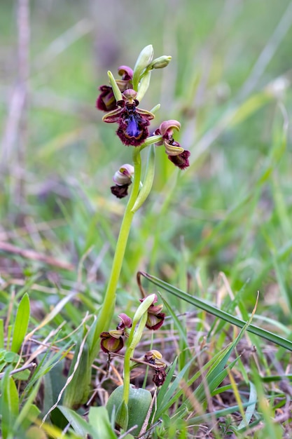 Wild orchid, scientific name; ophrys speculum