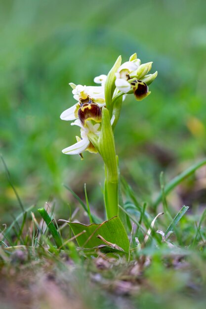 Wild orchid; Scientific name; Ophrys umbilicata