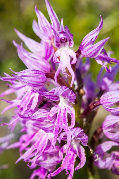 野生の蘭;学名; Orchis イタリカ