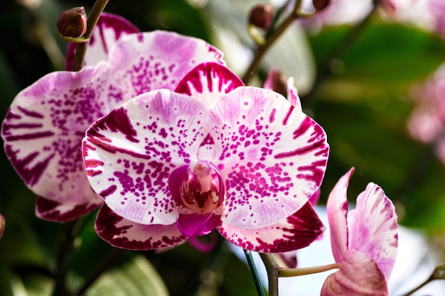 Wild orchid 