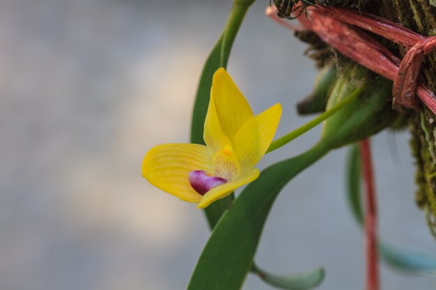 Wild orchids in forest of Thailand