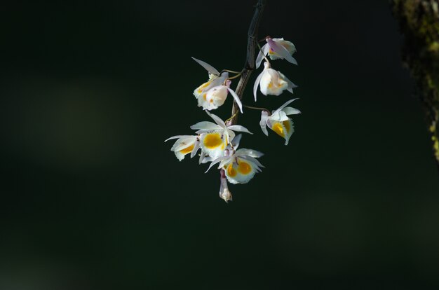 Wild orchids in forest of Thailand