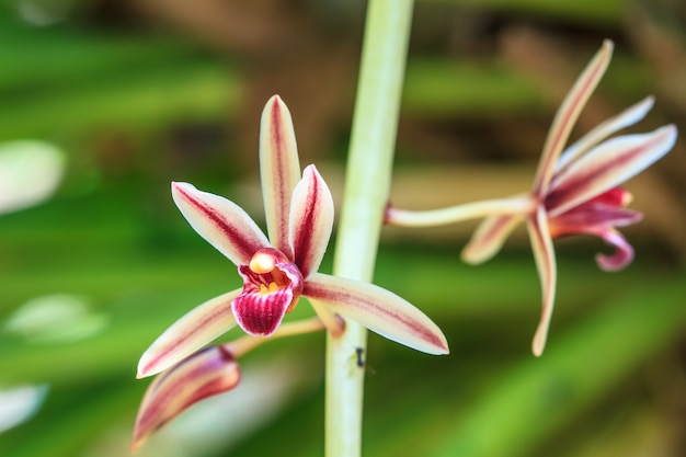 Photo wild orchids in forest of thailand