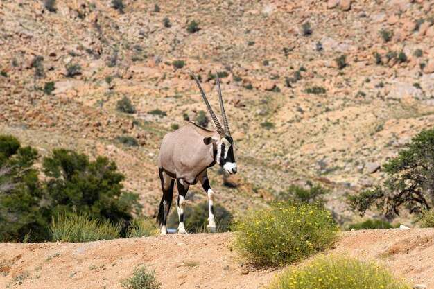 Wild orix antelope walking in the African savanna Safari in Namibia