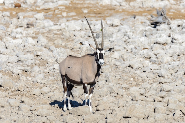 Wild oryx antelope in the African savannah