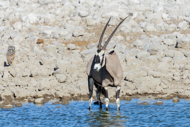 Wild oryx antelope in the African savannah