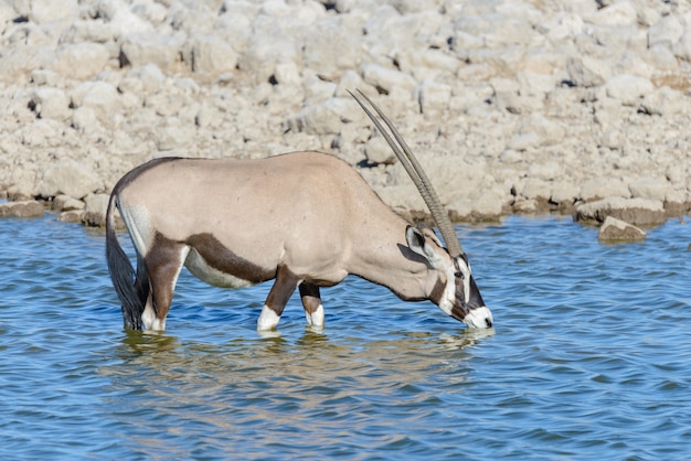 Wild oryx antelope in the African savannah