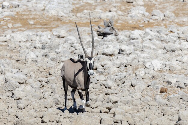 Wild oryx antelope in the African savannah