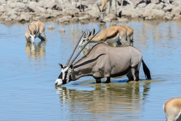 Wild oryx antelope in the African savannah