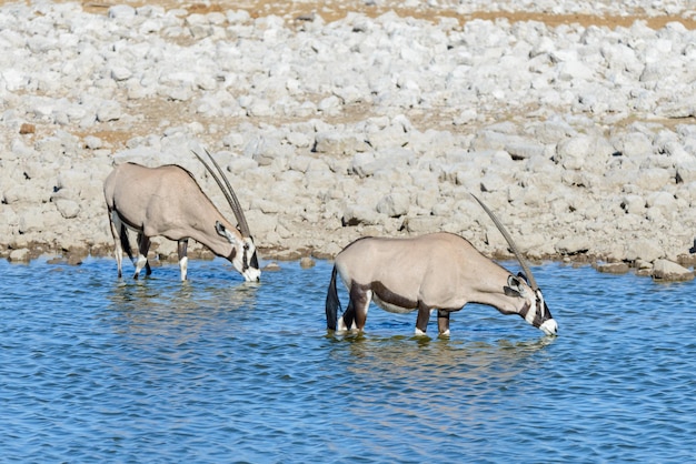 Wild oryx antelope in the African savannah