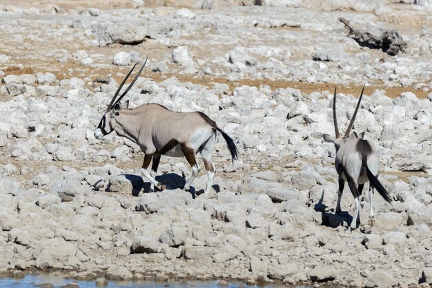 Wild oryx antelope in the African savannah