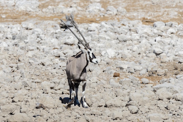 Antilope di orice selvatica nella savana africana