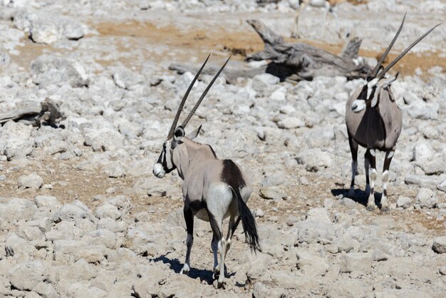 Wild oryx antelope in the African savannah