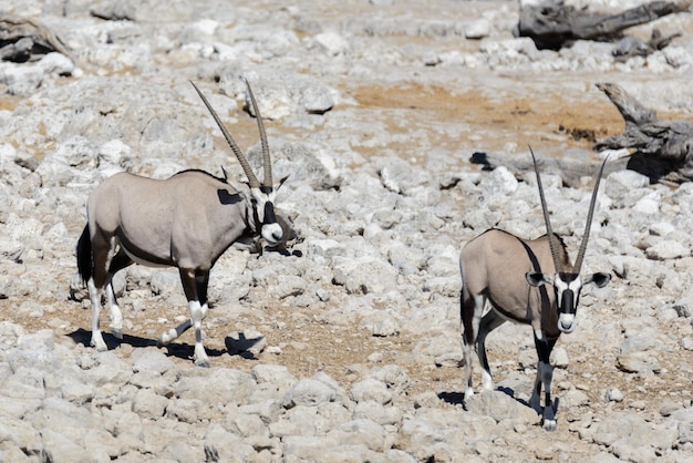 Wild oryx antelope in the African savannah