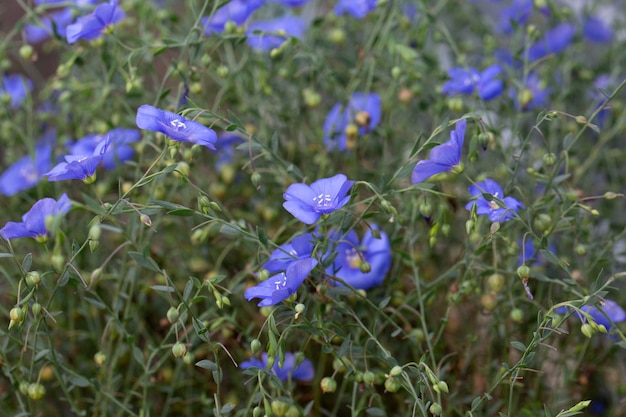 Wild overblijvend vlas (LÃƒÂnum perÃ©nne) of hemelsblauw vlas bloeiend in een weiland of in een veld.