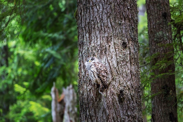 夏の森、オレゴン、米国の木の上の野生のフクロウ