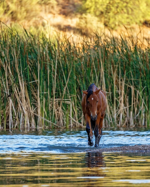 Wild paard dat vooruit loopt in Salt River