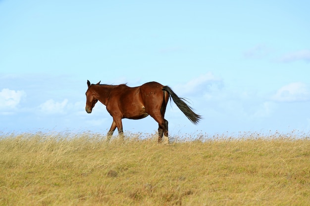 Wild paard die op de heuvel, pasen-eiland, chili, zuid-amerika lopen